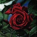 akryl - 15x15 cm - růže.jpg